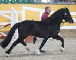 stallion Dillyn Picolo (Welsh-Cob (Sek. C), 2012, from Dillyn Pleasure)