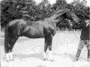 stallion Przedswit VII (Przedswit, 1910, from Przedswit VI)