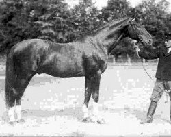 stallion Przedswit VII (Przedswit, 1910, from Przedswit VI)