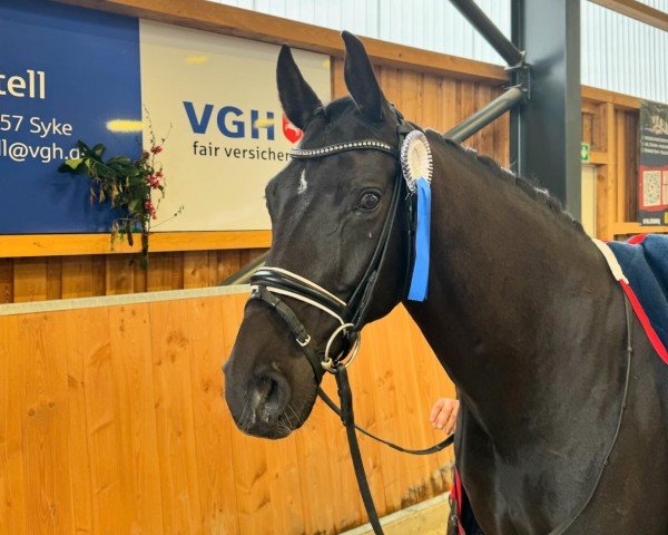 dressage horse Blue Dacar (Hanoverian, 2019, from Da Costa)
