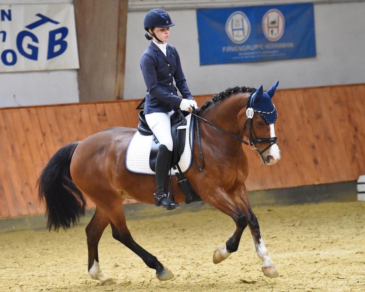 dressage horse Idse de luxe S (Welsh Partbred, 2009, from Gwenllan Siencyn)
