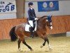 Dressurpferd Idse de luxe S (Welsh Partbred, 2009, von Gwenllan Siencyn)