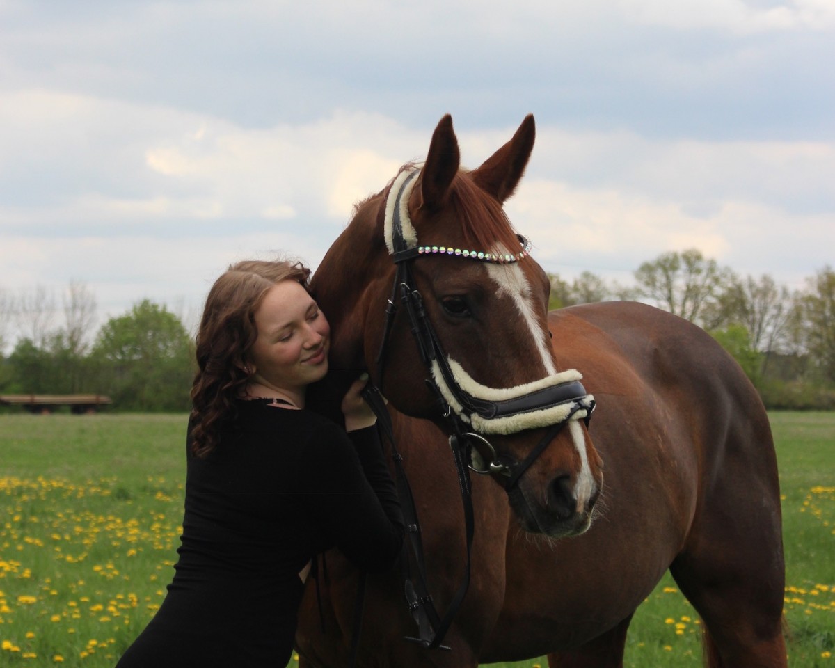 dressage horse Lyme Regis (Hanoverian, 2008, from Lauries Crusador xx)