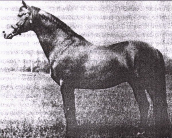 horse Blatec I (Czech Warmblood, 1969, from Blatec)