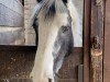 dressage horse Red House Becky (unknown, 2010)