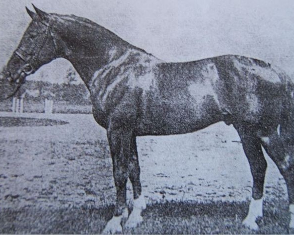 Deckhengst Gidran IV (Gidran, 1934, von Gidran XXXIII)