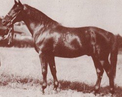 stallion 2161 Przedswit IX (Przedswit, 1944, from 55 Przedswit II-19)