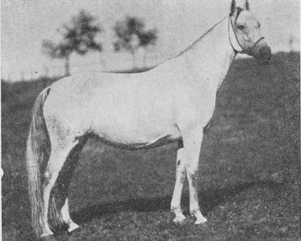 broodmare 22 Shagya X (Shagya Arabian, 1921, from Shagya X ShA)