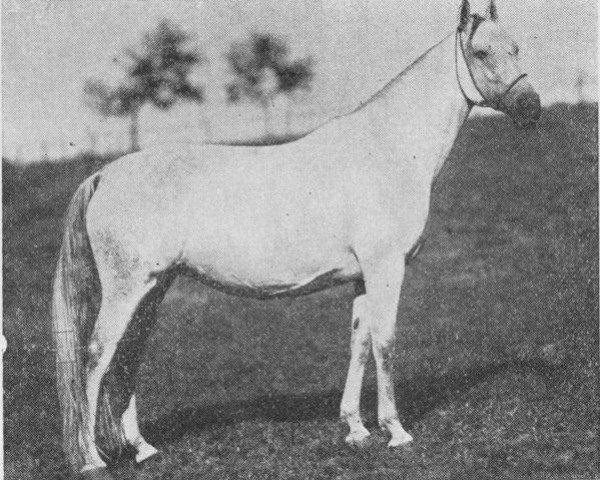 Zuchtstute 22 Shagya X (Shagya-Araber, 1921, von Shagya X ShA)