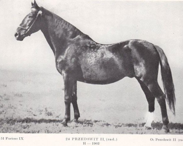 stallion 24 Przedswit II-11 Rad. (Czech Warmblood, 1903, from Przedswit II)