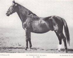 Deckhengst 24 Przedswit II-11 Rad. (Tschechisches Warmblut, 1903, von Przedswit II)