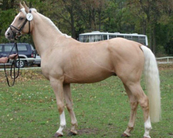 stallion Shan Shayne (Czech Warmblood,  , from Mineral)