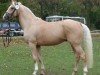 Deckhengst Shan Shayne (Tschechisches Warmblut,  , von Mineral)