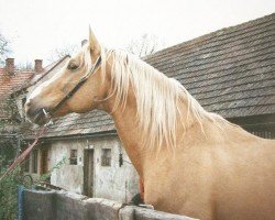 Deckhengst Darex (Tschechisches Warmblut, 1978, von Hubertus II-19)