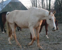 Pferd Gína (Tschechisches Warmblut, 2000, von Mineral)