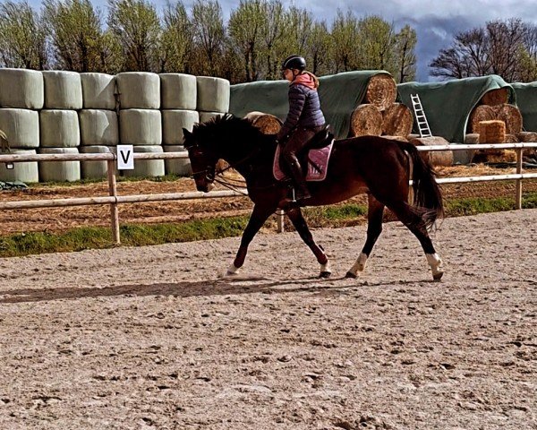 Springpferd Jasper van de Berghoeve (Belgisches Warmblut, 2009, von Pkz Contact van de Heffinck)