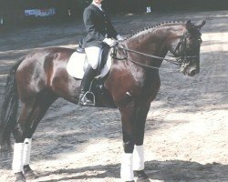 dressage horse Dark Diamond 19 (Oldenburg, 1999, from Donatelli I)