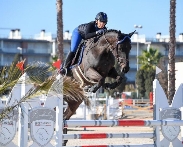 broodmare Super Lulu d'Aubigny (Selle Français, 2006, from Quidam de Revel)