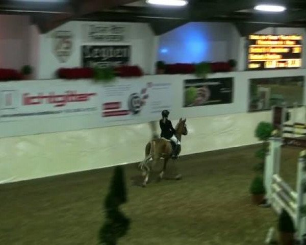 Legdener Ponymeeting 2011
