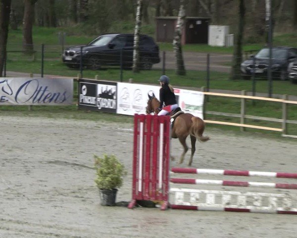 Reitturnier Westergellersen 2024