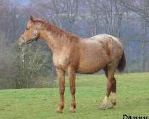 broodmare Lady-Hope (Czech Warmblood, 1996, from Taarlo Kubista)