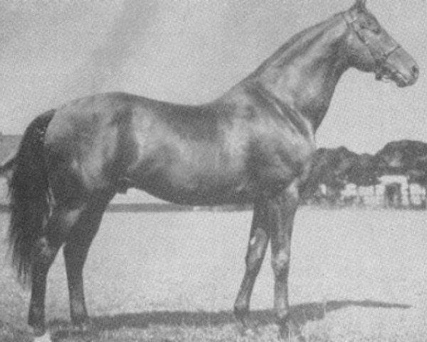 stallion Pierot xx (Thoroughbred, 1939, from Sind xx)
