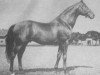 stallion Pierot xx (Thoroughbred, 1939, from Sind xx)