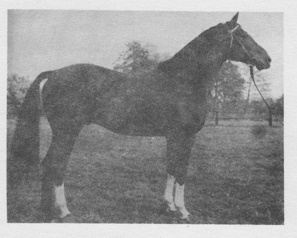 stallion Blatec dubsky (Czech Warmblood, 1972, from Blatec)