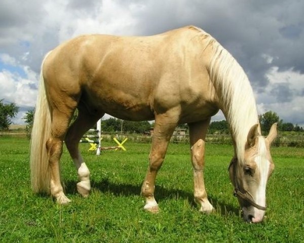 Pferd Mates (Tschechisches Warmblut, 2000, von Mineral)