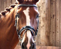 dressage horse Gentleman B 3 (Oldenburg, 2016, from Governor-Str)