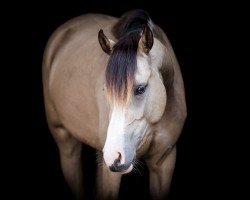 broodmare Deja-Vu H (German Riding Pony, 2019, from Cayuga San WE)