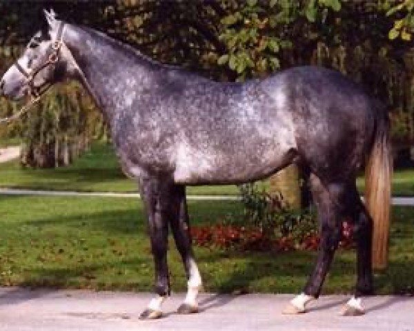 stallion Kouroun xx (Thoroughbred, 1998, from Kaldoun xx)