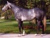 stallion Kouroun xx (Thoroughbred, 1998, from Kaldoun xx)