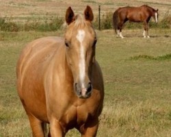 Pferd Mikky (Tschechisches Warmblut, 2000, von Mineral)