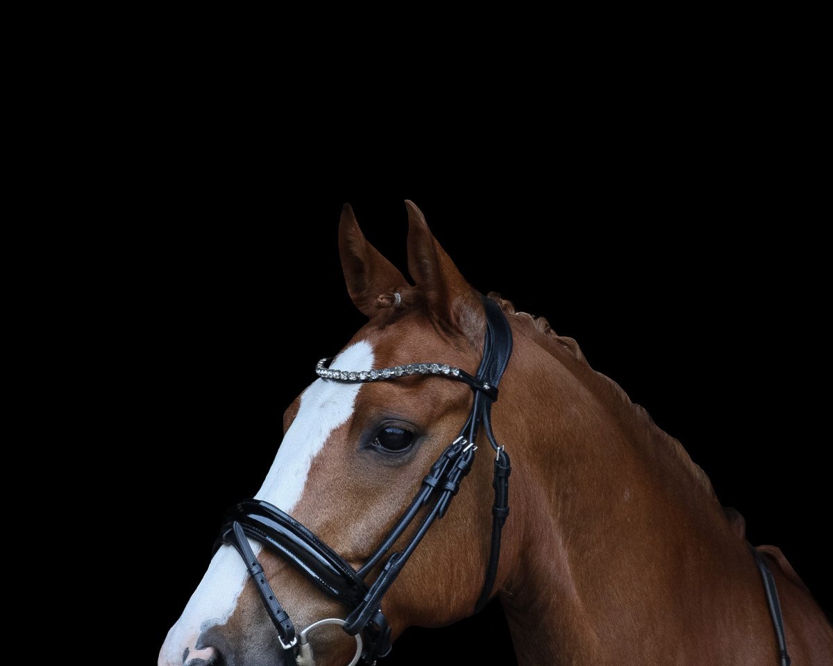 dressage horse Braaklander Macello (German Riding Pony, 2010, from Maestro)