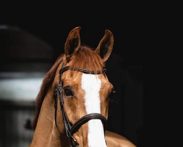 jumper Cascasall (Latvian Warmblood, 2016, from Carleone)