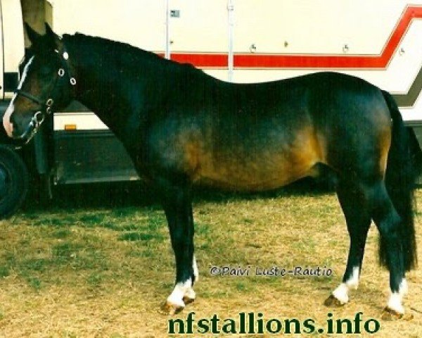horse Silverlea Satellite (New Forest Pony, 1987, from Silverlea Flash Harry)