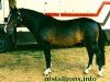 Pferd Silverlea Satellite (New-Forest-Pony, 1987, von Silverlea Flash Harry)