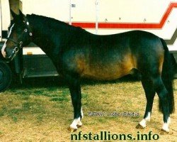 Pferd Silverlea Satellite (New-Forest-Pony, 1987, von Silverlea Flash Harry)