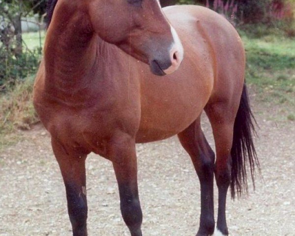 Deckhengst Silverlea Flash Harry (New-Forest-Pony, 1975, von Silverlea Gunflash)