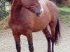 Deckhengst Silverlea Flash Harry (New-Forest-Pony, 1975, von Silverlea Gunflash)