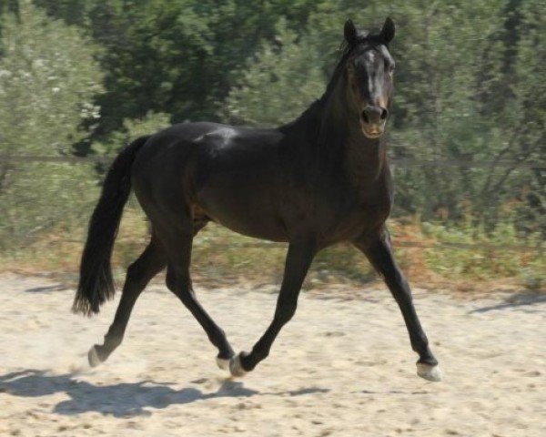 stallion Silverlea Black Beauty (New Forest Pony, 2007, from Ashley Sensation)