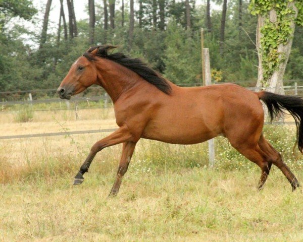 horse Goldika de Kerser (French Pony, 2016, from Silverlea Black Beauty)