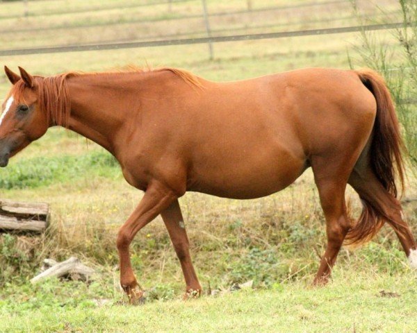broodmare Arizona de Kerser (French Pony, 2010, from Meeping Cha de Florys)