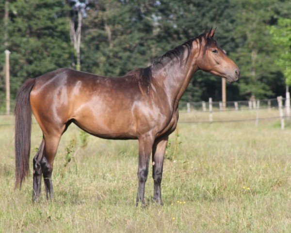 jumper Ikara de Kerser (anglo european sporthorse, 2018, from Lazzio de Kerser)