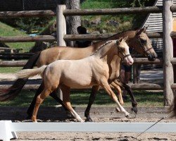 dressage horse Nice Cream Choc MT (German Riding Pony, 2023, from FS Next Diamond)