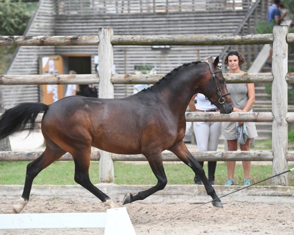 stallion KRACKER LE COURTAL (German Riding Pony, 2020, from Kastanienhof Cockney Cracker)