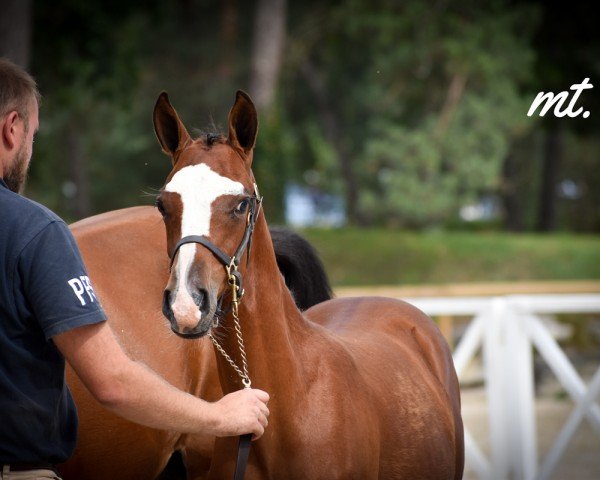 Dressurpferd NEXT DREAM CHOC MT (Deutsches Reitpony, 2023, von FS Next Diamond)