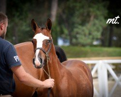 Dressurpferd Next Dream Choc MT (Deutsches Reitpony, 2023, von FS Next Diamond)