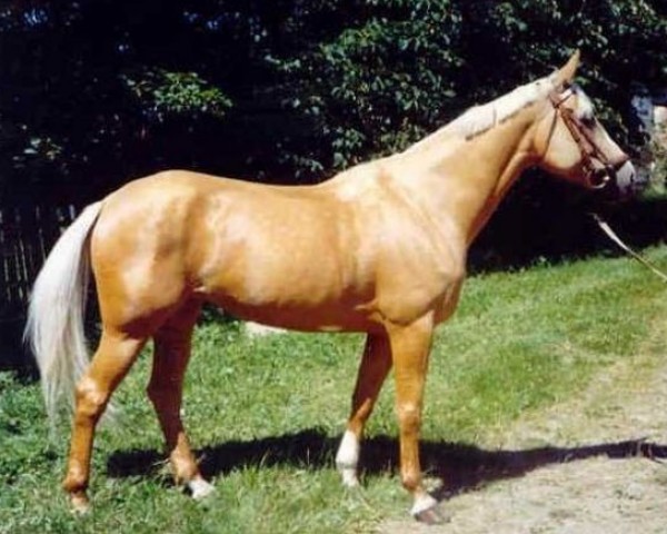 Zuchtstute Nicol (Tschechisches Warmblut, 1983, von Diktant-5)